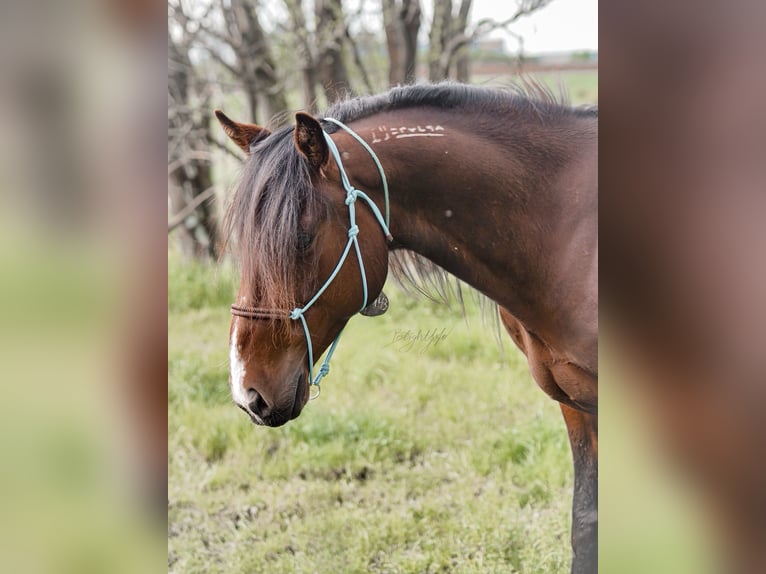 Mustang (amerikaans) Ruin 8 Jaar 150 cm Bruin in Hof