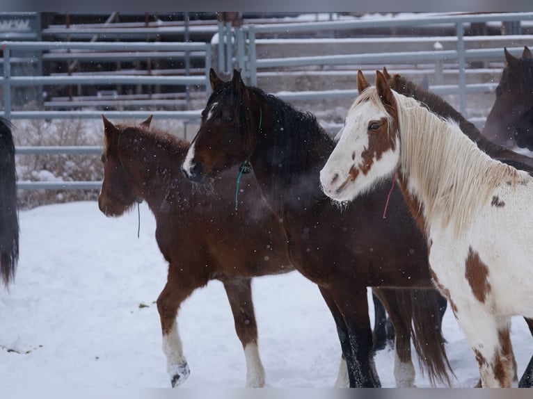 Mustang (amerikaans) Ruin 8 Jaar 150 cm Bruin in Hof