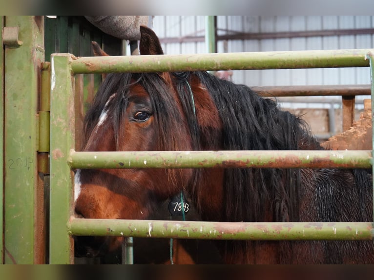 Mustang (amerikaans) Ruin 8 Jaar 150 cm Bruin in Hof