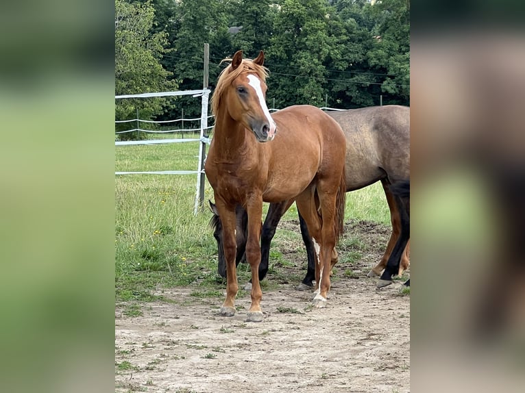 Mustang (amerikanisch) Hengst 1 Jahr 155 cm Fuchs in Weiden i.d.Opf