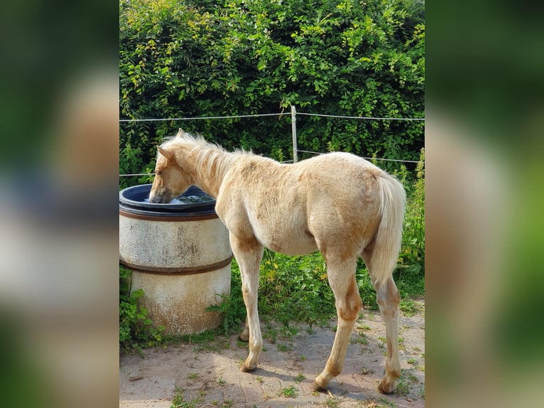 Mustang (amerikanisch) Mix Hengst Fohlen (03/2024) 150 cm Palomino in Ötzingen