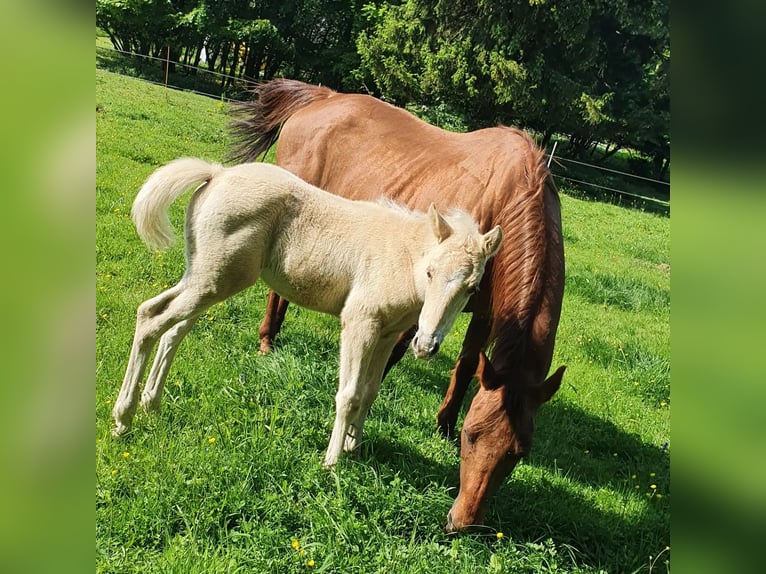 Mustang (amerikanisch) Mix Hengst Fohlen (03/2024) 150 cm Palomino in Ötzingen