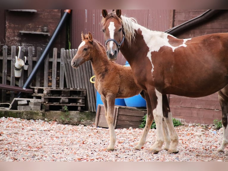 Mustang (amerikanisch) Hengst Fohlen (07/2024) 152 cm Sabino in Geislingen an der Steige