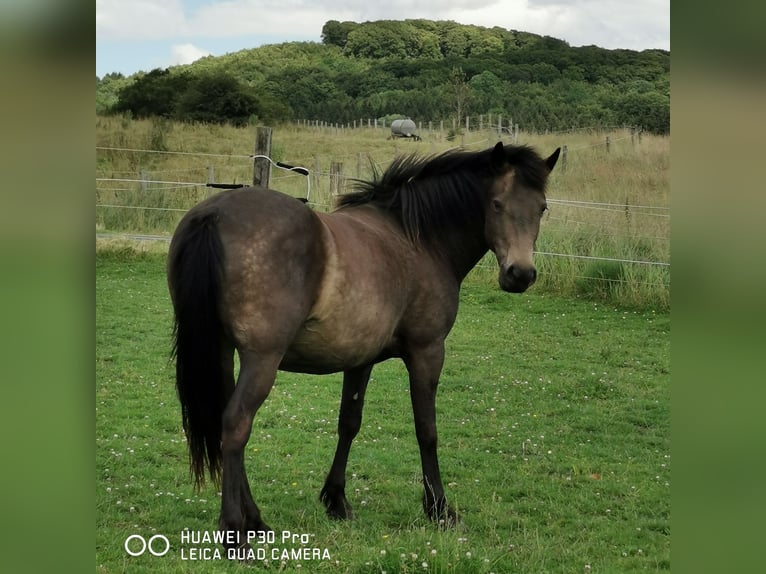 Mustang (amerikanisch) Stute 10 Jahre 145 cm Grullo in BETTELDORF