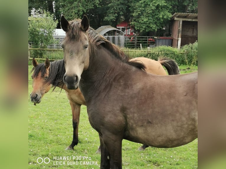 Mustang (amerikanisch) Stute 10 Jahre 145 cm Grullo in BETTELDORF