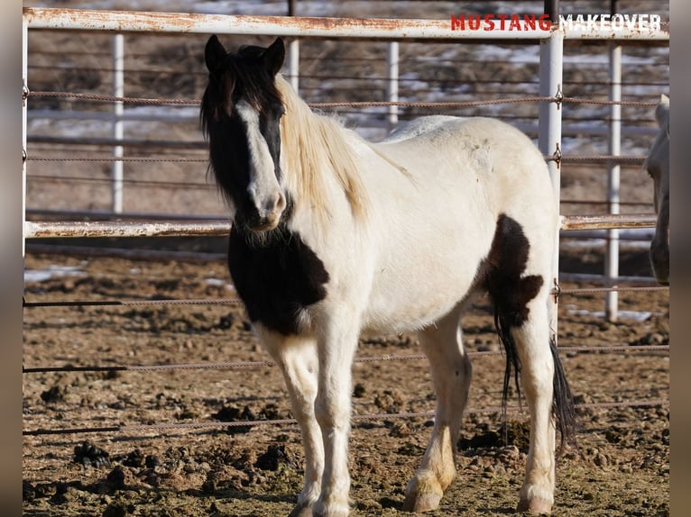 Mustang (amerikanisch) Stute 10 Jahre 145 cm Schecke in Taunusstein