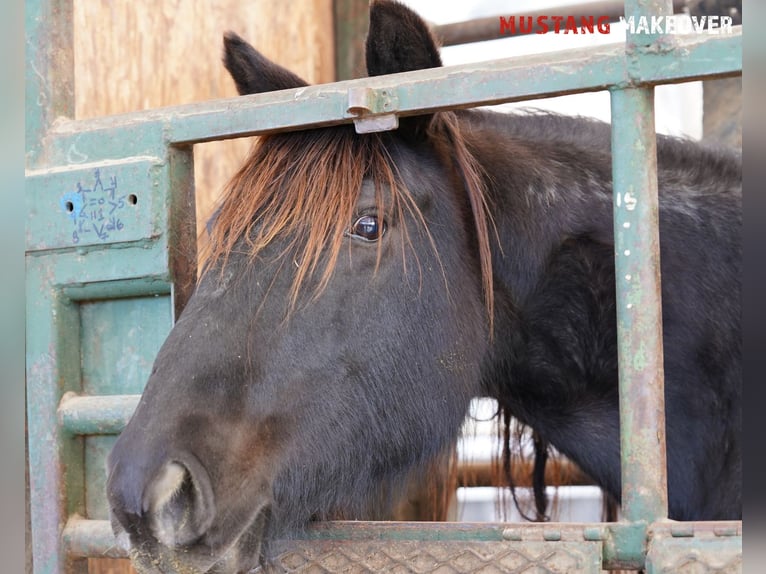 Mustang (amerikanisch) Stute 10 Jahre 149 cm Roan-Blue in Taunusstein