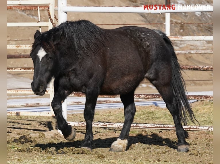 Mustang (amerikanisch) Stute 10 Jahre 149 cm Roan-Blue in Taunusstein