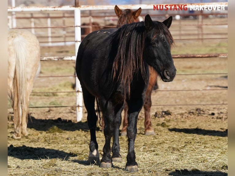 Mustang (amerikanisch) Stute 10 Jahre 149 cm Roan-Blue in Taunusstein