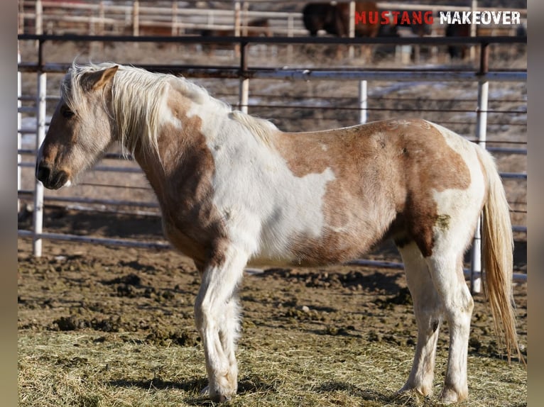 Mustang (amerikanisch) Stute 10 Jahre 153 cm Tovero-alle-Farben in Taunusstein