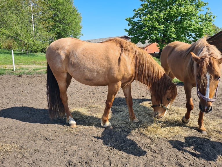 Mustang (amerikanisch) Stute 10 Jahre 155 cm Red Dun in Kalkar