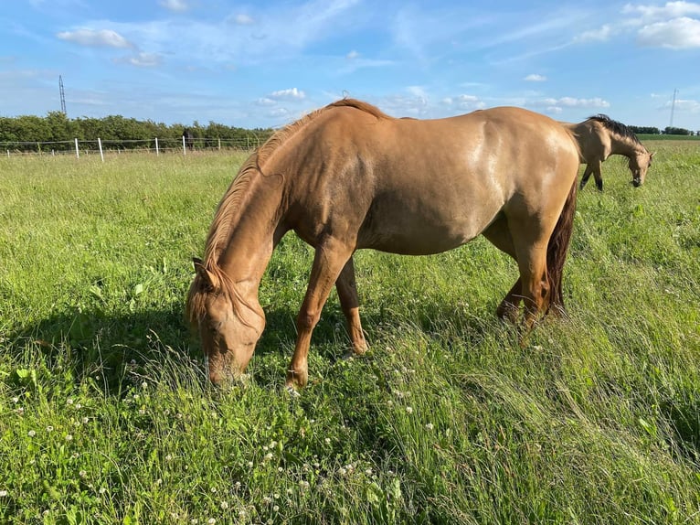 Mustang (amerikanisch) Stute 10 Jahre 155 cm Red Dun in Kalkar