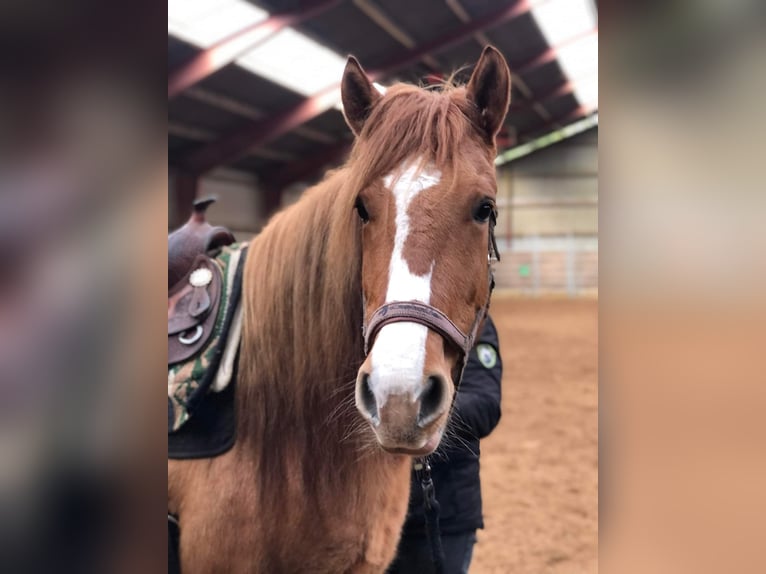 Mustang (amerikanisch) Stute 10 Jahre 155 cm Red Dun in Kalkar