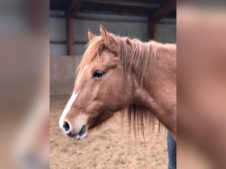 Mustang (amerikanisch) Stute 10 Jahre 155 cm Red Dun in Kalkar