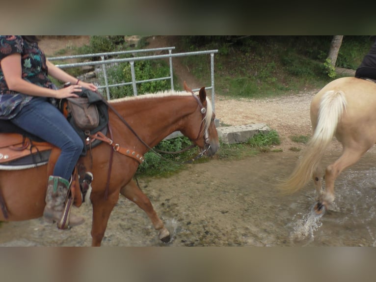 Mustang (amerikanisch) Stute 11 Jahre 155 cm Palomino in Betteldorf