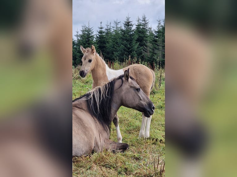 Mustang (amerikanisch) Stute 12 Jahre 157 cm Grullo in Arnsh&#xF6;fen