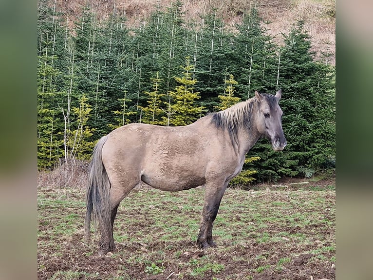 Mustang (amerikanisch) Stute 12 Jahre 157 cm Grullo in Arnsh&#xF6;fen