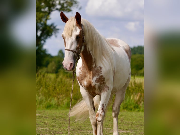 Mustang (amerikanisch) Stute 14 Jahre 147 cm Tovero-alle-Farben in Rietberg