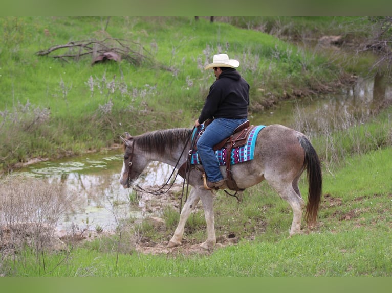 Mustang (amerikanisch) Stute 14 Jahre 152 cm Roan-Bay in Stephenville TX