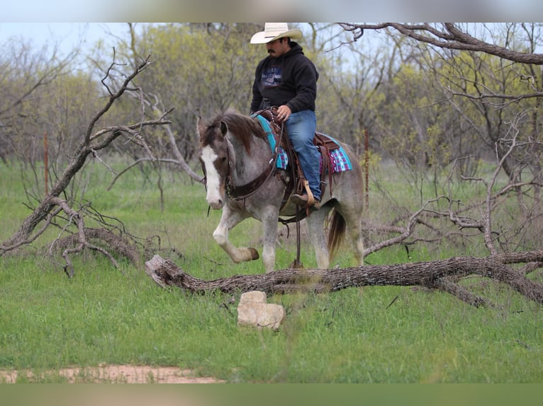 Mustang (amerikanisch) Stute 14 Jahre 152 cm Roan-Bay in Stephenville TX