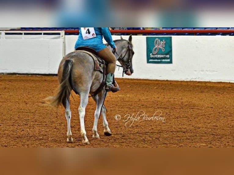 Mustang (amerikanisch) Stute 14 Jahre 152 cm Roan-Bay in Stephenville TX