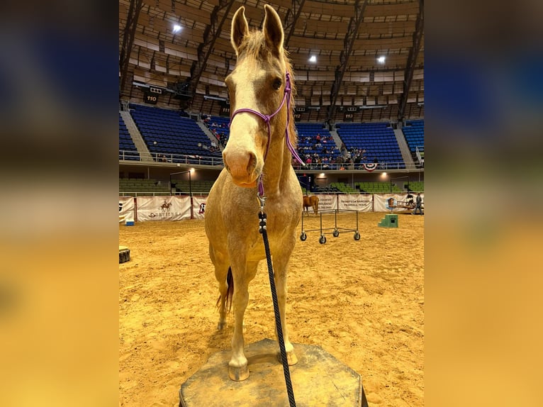 Mustang (amerikanisch) Stute 14 Jahre 152 cm Roan-Bay in Stephenville TX