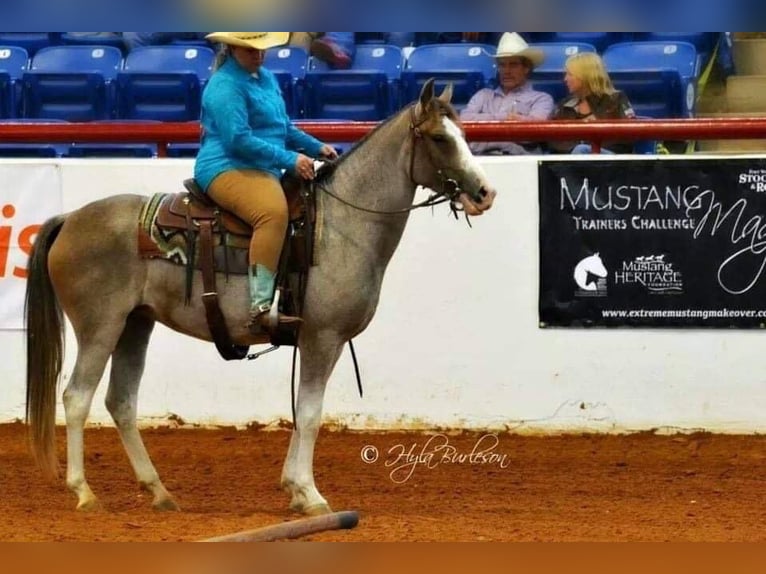 Mustang (amerikanisch) Stute 14 Jahre 152 cm Roan-Bay in Stephenville TX