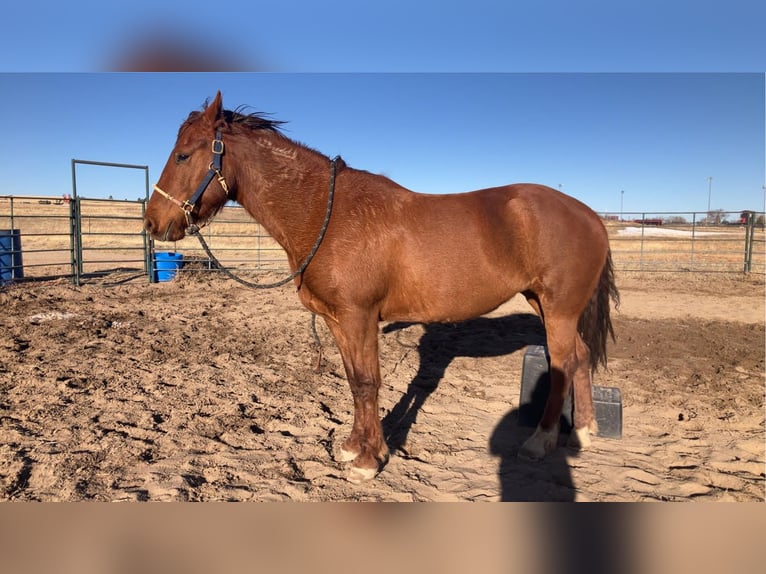 Mustang (amerikanisch) Stute 14 Jahre 152 cm Rotfuchs in Peyton