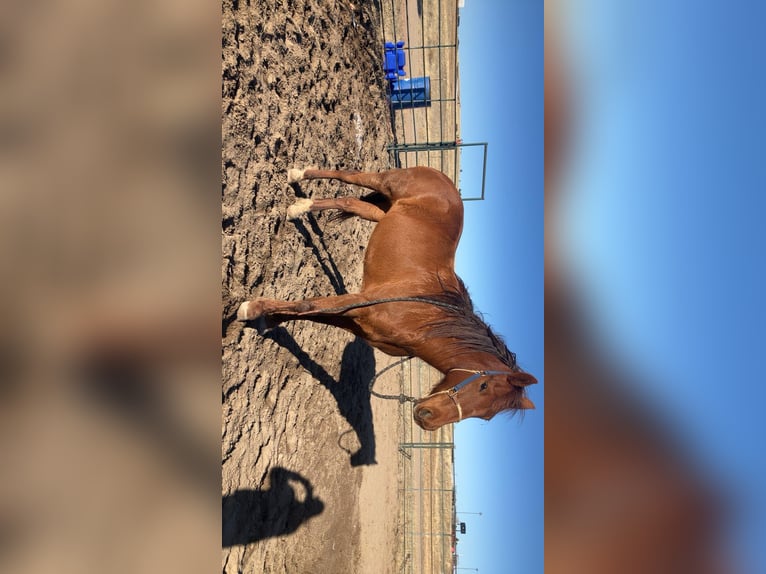 Mustang (amerikanisch) Stute 14 Jahre 152 cm Rotfuchs in Peyton