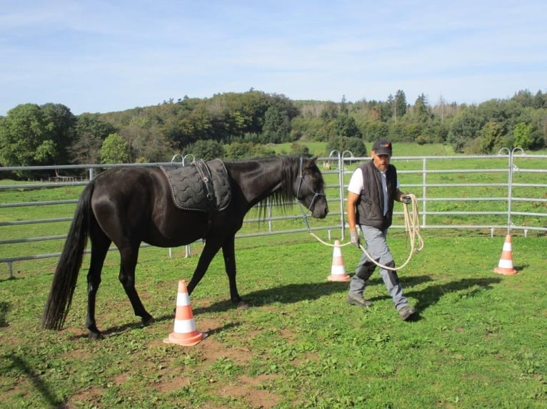 Mustang (amerikanisch) Stute 16 Jahre 151 cm Rappe in Z&#xFC;rbach