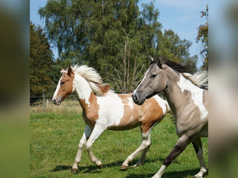 Mustang (amerikanisch) Stute 1 Jahr 147 cm Tovero-alle-Farben in Taunusstein