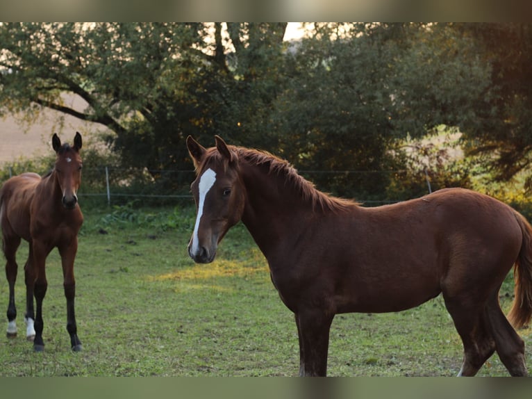 Mustang (amerikanisch) Stute 1 Jahr 152 cm Dunkelfuchs in Einbeck