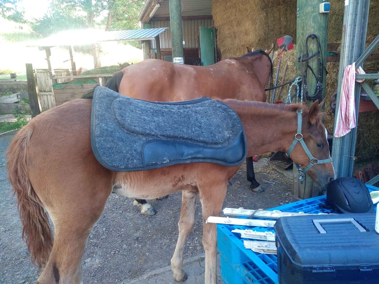 Mustang (amerikanisch) Stute 1 Jahr 152 cm Dunkelfuchs in Einbeck