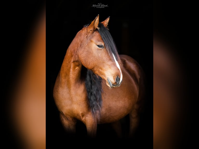 Mustang (amerikanisch) Stute 1 Jahr 152 cm Dunkelfuchs in Einbeck