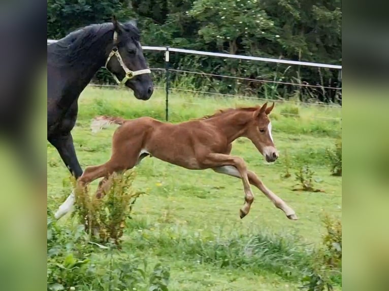 Mustang (amerikanisch) Stute 1 Jahr 153 cm Dunkelfuchs in Maxsain