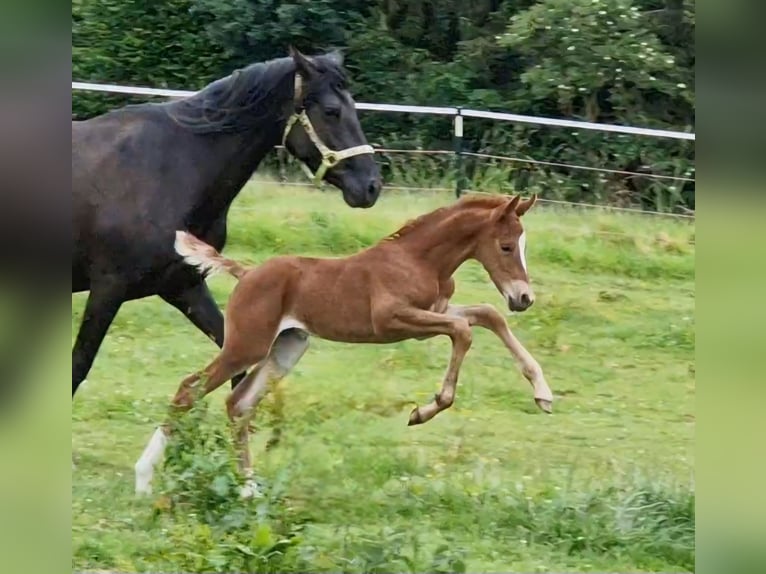 Mustang (amerikanisch) Stute 1 Jahr 153 cm Dunkelfuchs in Maxsain