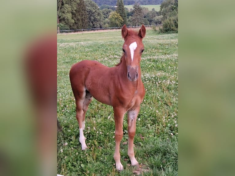 Mustang (amerikanisch) Stute 1 Jahr 153 cm Dunkelfuchs in Maxsain