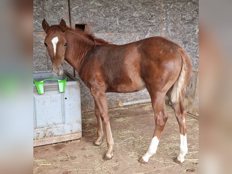 Mustang (amerikanisch) Stute 1 Jahr 153 cm Dunkelfuchs in Maxsain