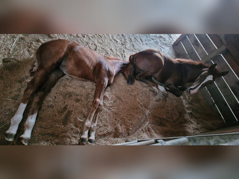 Mustang (amerikanisch) Stute 1 Jahr 155 cm Dunkelfuchs in Maxsain