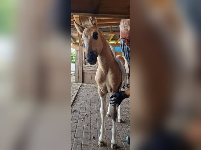 Mustang (amerikanisch) Stute 1 Jahr 155 cm Grullo in Maxsain