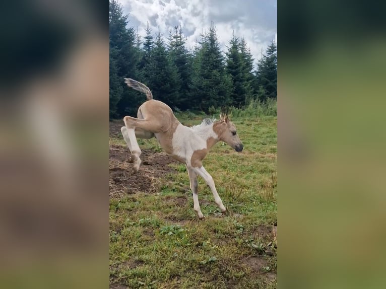 Mustang (amerikanisch) Stute 1 Jahr 155 cm Grullo in Maxsain