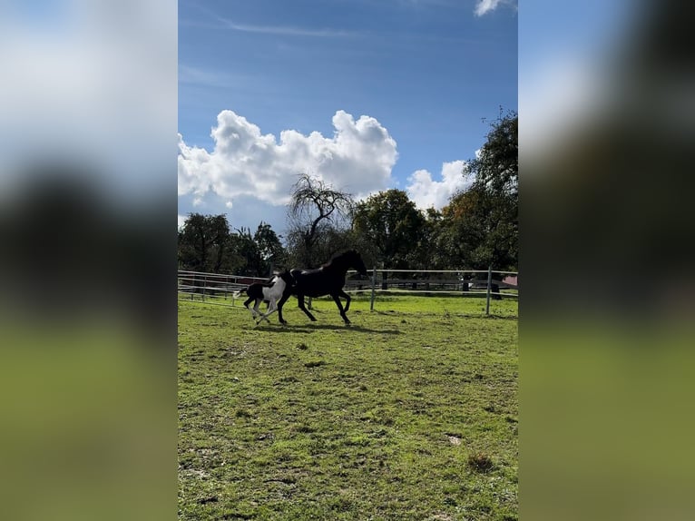 Mustang (amerikanisch) Stute 1 Jahr 155 cm in Kupferzell