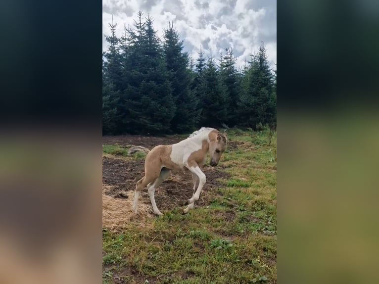 Mustang (amerikanisch) Stute 1 Jahr 155 cm in Maxsain