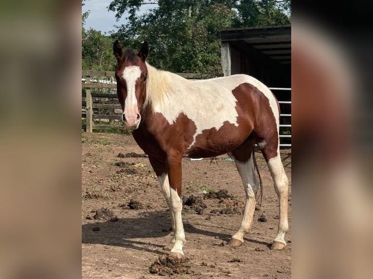 Mustang (amerikanisch) Stute 2 Jahre 150 cm Tobiano-alle-Farben in USA