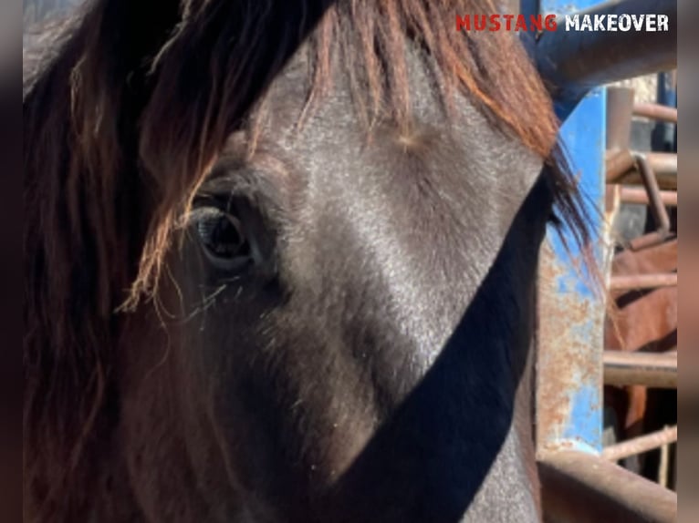 Mustang (amerikanisch) Stute 3 Jahre 147 cm Brauner in Taunusstein