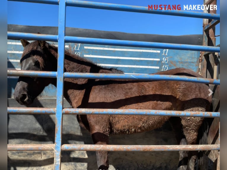 Mustang (amerikanisch) Stute 3 Jahre 147 cm Brauner in Taunusstein