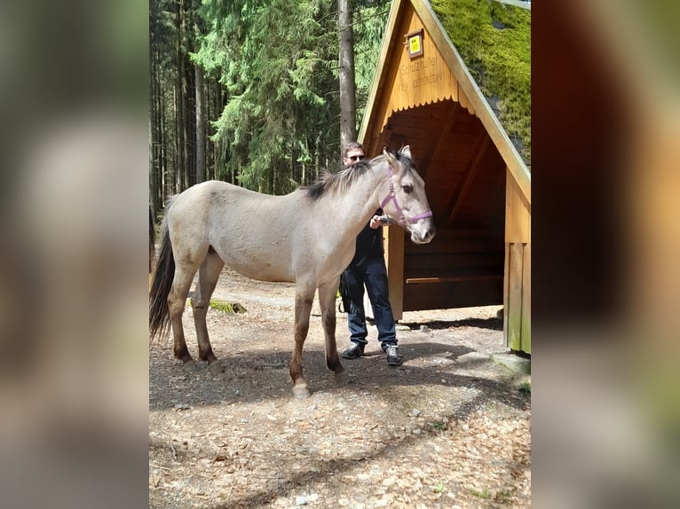 Mustang (amerikanisch) Stute 4 Jahre 160 cm Grullo in Elterlein