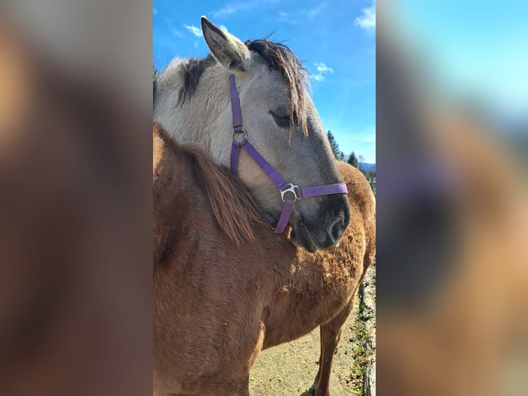 Mustang (amerikanisch) Stute 4 Jahre 160 cm Grullo in Elterlein