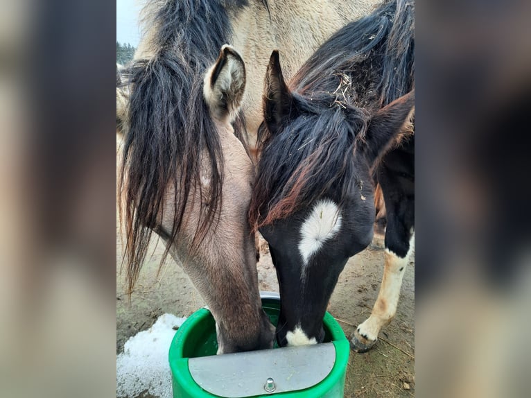 Mustang (amerikanisch) Stute 4 Jahre 160 cm Grullo in Elterlein