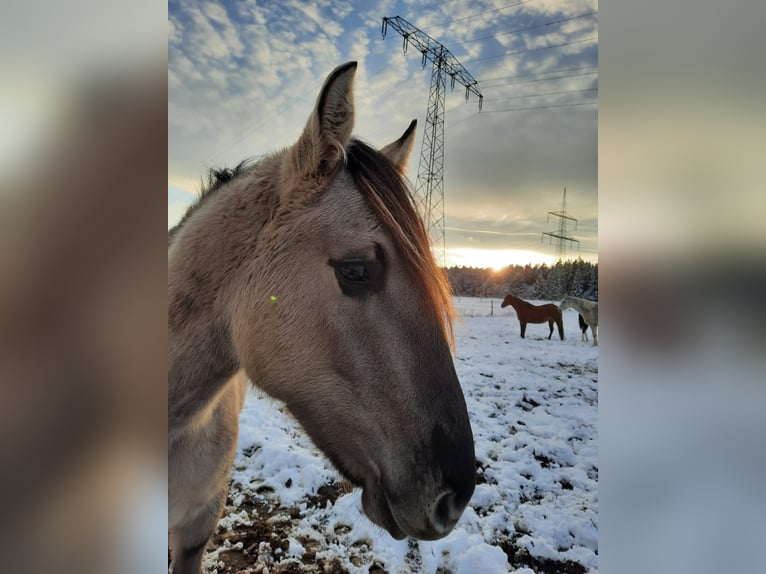 Mustang (amerikanisch) Stute 4 Jahre 160 cm Grullo in Elterlein